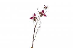   *3 85CM ROSE RED