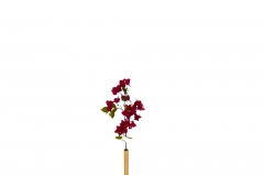   BOUGAINVILLEA 75CM FUSCHIA