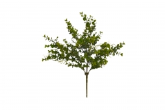  BUSH EUCALYPTUS 50CM GREY