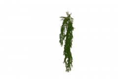 HANGING BUSH MULBERRY 110CM GREEN