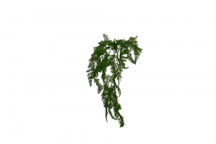  HANGING BUSH CYPRESS 64CM GREEN