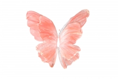 GIANT WHITE EDGE BUTTERFLY 50CM DUSTY PINK