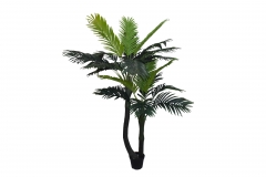   ARECA (2 )   240CM