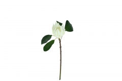   LITLLE EMPEROR H.55 D.11CM WHITE