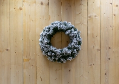 . sugar pine  d.60cm 280tips