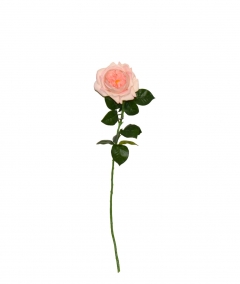   JULIET ROSE H.69CM LIGHT PINK