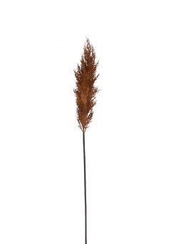   PAMPAS GRASS 105CM NATURAL