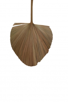 ROUND CATTAIL LEAF FAN 1  30*45CM NATURAL