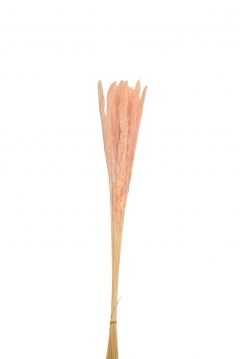 PAMPAS GRASS  70CM S/10 PINK
