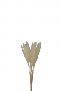 SET/10  RUSH REED 65CM WHITE
