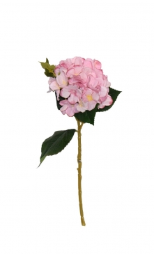   HYDRANGEA CURLES H.44CM PINK