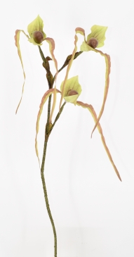   SLIPPER ORCHID 70CM GREEN