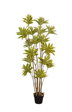 LILY BAMBOO   160CM 17H 561L YELLOW EDGE GREEN