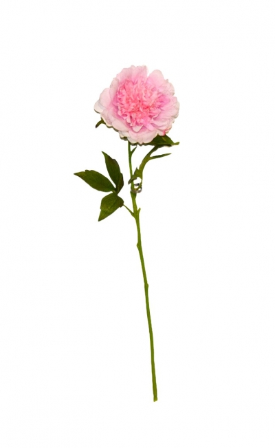 ΤΕΧΝΗΤΟ ΑΝΘΟΣ JULIET PEONY H.56CM PINK