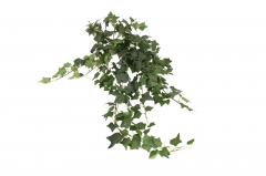  BUSH  110CM 