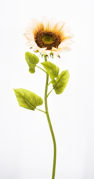   BIG SUNFLOWER D.30CM/H.100CM AUTUMN CREAM