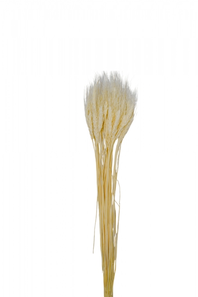 SET/50 ΜΠΟΥΚΕΤΟ ΣΤΑΧΥΑ 65CM NATURAL