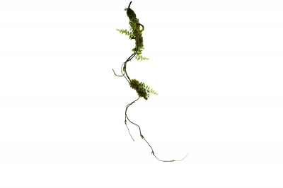 ΤΕΧΝΗΤΟ ΚΛΑΔΙ ΡΙΖΑ 86CM NATURAL GREEN