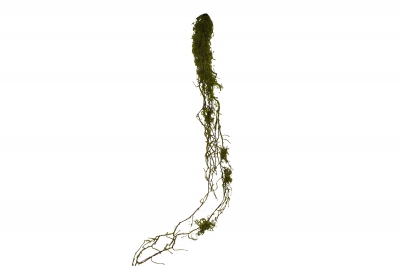 ΤΕΧΝΗΤΟ ΚΛΑΔΙ MOSS VINE 165CM GREEN