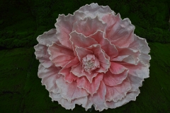  GIANT MAGNOLIA D.60CM   SALMON PINK