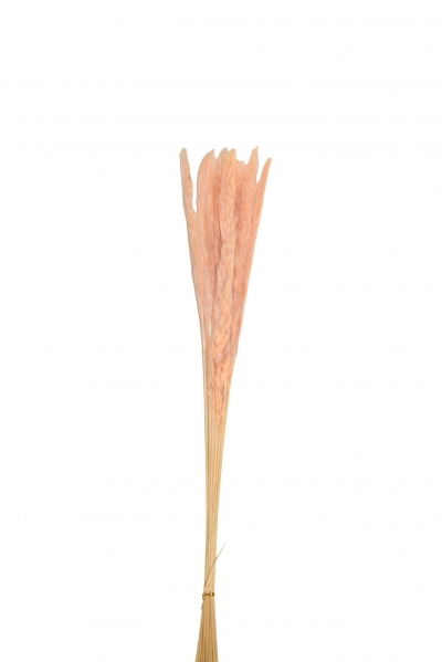 PAMPAS GRASS ΦΥΣΙΚΟ 70CM S/10 PINK
