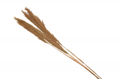 PAMPAS GRASS ΦΥΣΙΚΟ 70-80CM S/4 NATURAL