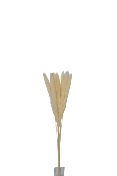 PAMPAS GRASS  70CM S/10 OFF WHITE