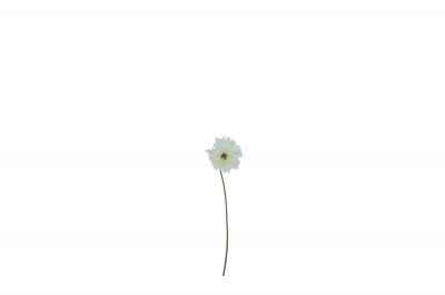 ΤΕΧΝΗΤΟ ΑΝΘΟΣ ΖΕΡΜΠΕΡΑ H.45CM D.11CM WHITE