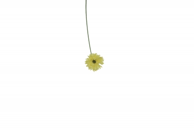 ΤΕΧΝΗΤΟ ΑΝΘΟΣ ΖΕΡΜΠΕΡΑ H.45CM D.11CM YELLOW