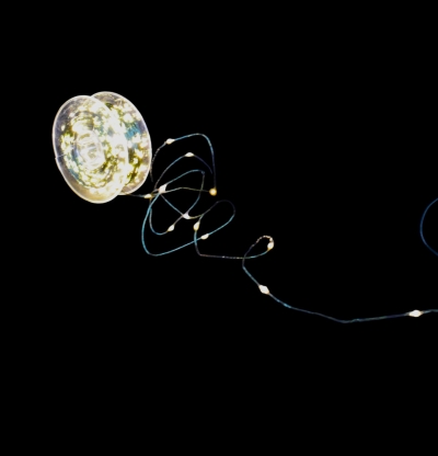 microled line 100m 1000led green 8 functions warm white ip44