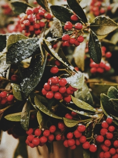   Berries