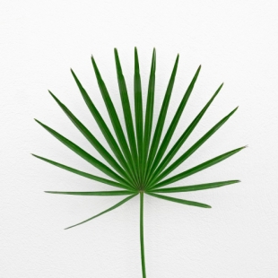 GREEN ON STEM